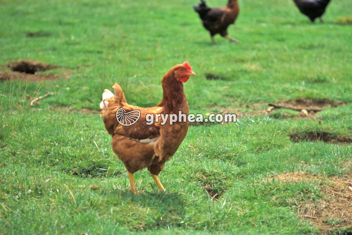 Poule - femelle - gryphea.com